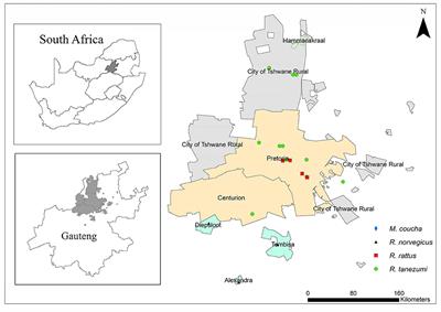 Geospatial Modelling and Univariate Analysis of Commensal Rodent-Borne Cestodoses: The Case of Invasive spp. of Rattus and Indigenous Mastomys coucha From South Africa